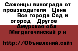 Саженцы винограда от производителя › Цена ­ 800 - Все города Сад и огород » Другое   . Амурская обл.,Магдагачинский р-н